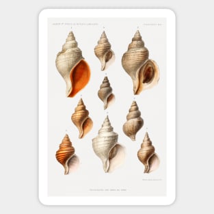 Molluscs of the Northern Seas - Vintage Scientific Illustrations Magnet